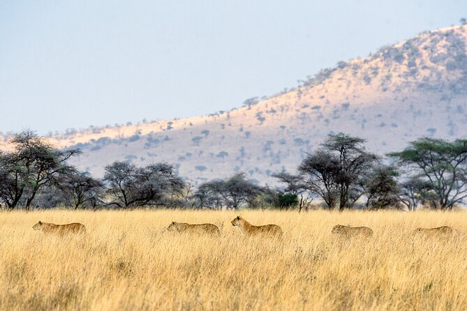8-Day Essence of Tanzania Safari - Luxury - Serengeti via Olduvai Gorge: resident predators and the long-game payoff