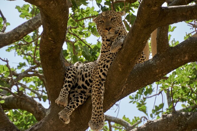 8-Day Essence of Tanzania Safari - Luxury - Day 1 in Arusha: your safari gateway, not just an overnight