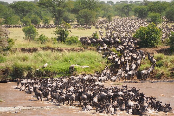 8-Day Grumeti Migration Safari-Luxury Tour May-July - Why May to July Timing Matters for the Grumeti River Crossing