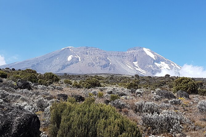 8 Day Kilimanjaro Lemosho Climb - Summit Night to Uhuru Peak: The Cold, the Scree, the Prize