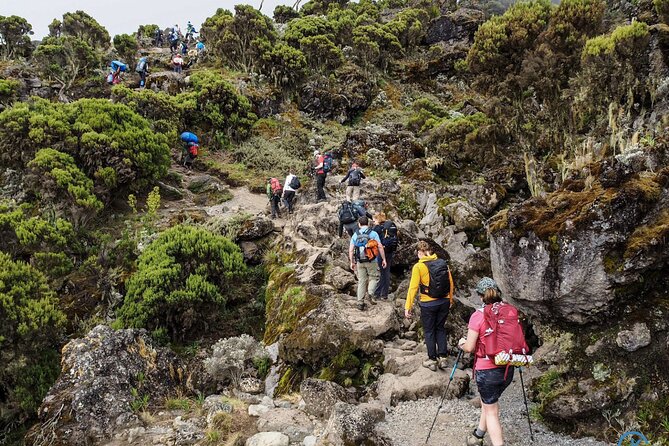 8 Day Mount Kilimanjaro Trekking Lemosho Route - Day 6: Up to Barafu Camp, rest, and summit preparation