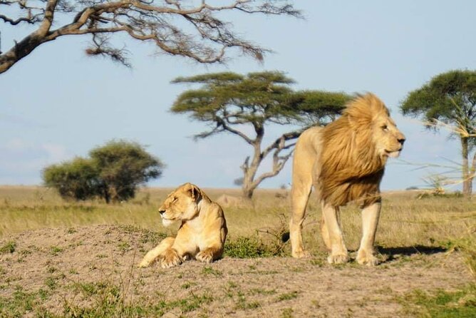 8-Day Private Guided Tanzania Safari with Pick Up - Serengeti Day 1: crossing the highlands and stepping onto the plains