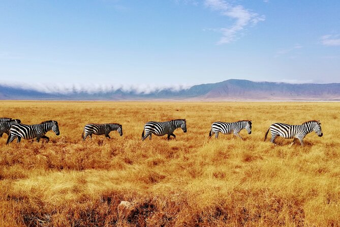 8-Day Private Guided Tanzania Safari with Pick Up - Full-day Serengeti with a real shot at the Great Migration