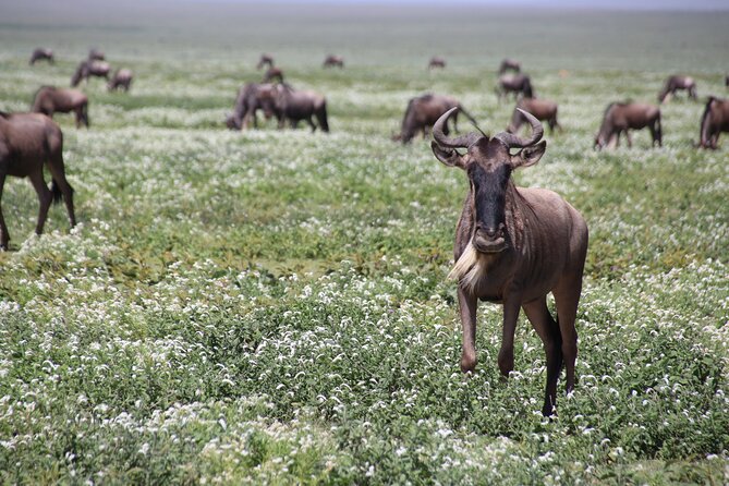 8-Day Private Guided Tanzania Safari with Pick Up - Ngorongoro Conservation Area: crater rim sleeping, plus optional add-ons