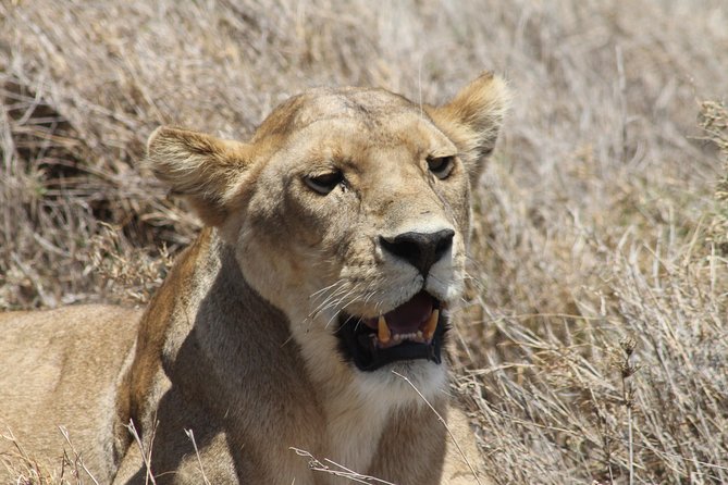 8 Day private wildebeest migration safari Serengeti Ngorongoro - A high-altitude finish: Materuni Waterfalls and Chemka Hot Springs