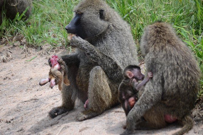 8 Day private wildebeest migration safari Serengeti Ngorongoro - What the private format changes for you