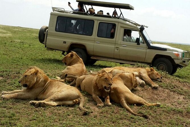 8 Day private wildebeest migration safari Serengeti Ngorongoro - Who should book this safari