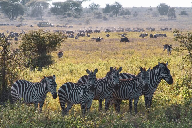8 Day Safari The Best of Tanzania & Lake Eyasi - Entering Arusha: a calm start before the safari sprint