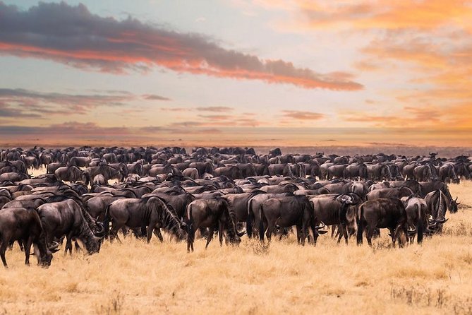 8 Day Spectacular Migration Serengeti mid -Range Tanzania Safari - Northern Circuit Big Cats and Migration in One Smooth 8-Day Loop