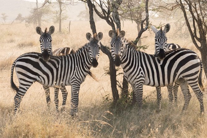8 Day Spectacular Migration Serengeti mid -Range Tanzania Safari - Days 4 and 5 Mara River Great Migration, Northern Serengeti in Focus