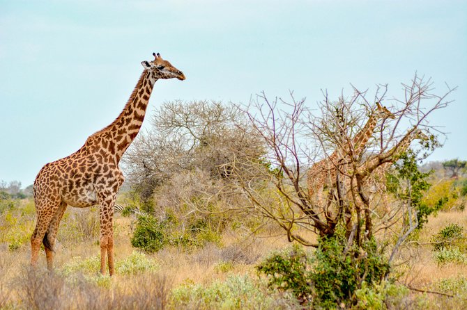 8 Day Spectacular Migration Serengeti mid -Range Tanzania Safari - Day 6 Central Serengeti Reset, One More Chance at the Herds
