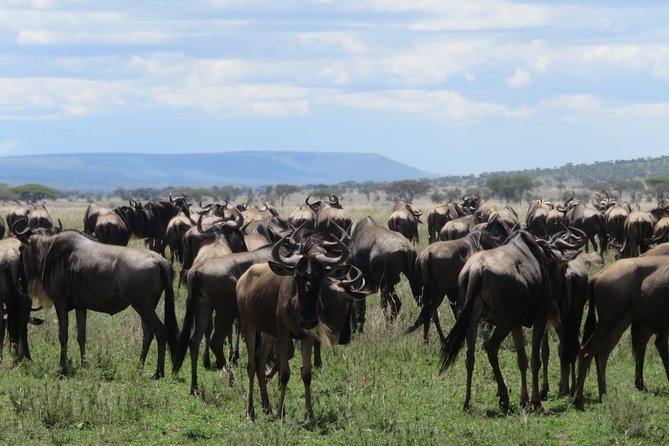 8 Day Tanzania Family Safari - Tarangire Day 1 and Day 2: baobabs, elephants, and serious sightings