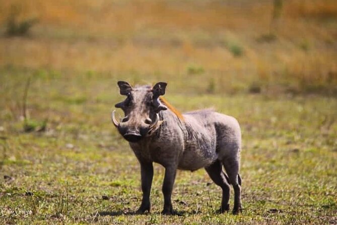 8-Day Tanzania Private Safari Tour with Airport Pickup - Price and Value: What $5,500 Buys (and What You Should Double-Check)