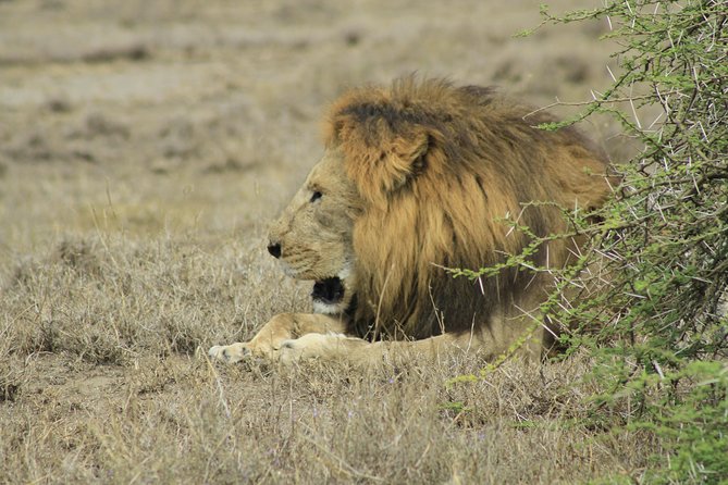 8 Days 7 Nights Private Lodge Safari - Moshi gateway day: your safari starts before the first drive