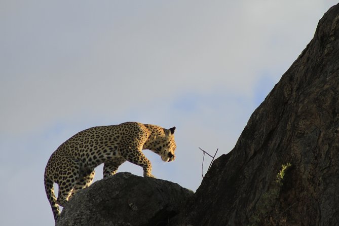 8 Days 7 Nights Private Lodge Safari - Second Serengeti day into Ngorongoro Conservation Area: your backup plan for sightings