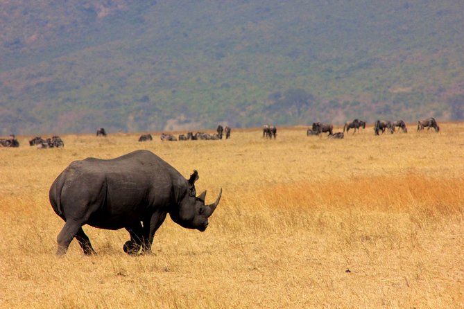 8 Days 7 Nights Tanzania Wildlife & Culture Lodge Safari - Getting Oriented at Kilimanjaro: Masailand Safari Lodge Briefing