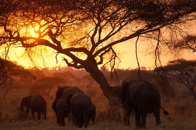 8 Days 7 Nights Tanzania Wildlife & Culture Lodge Safari - Lake Eyasi: Birdlife, Flamingos, and Lodges Made from Local Materials