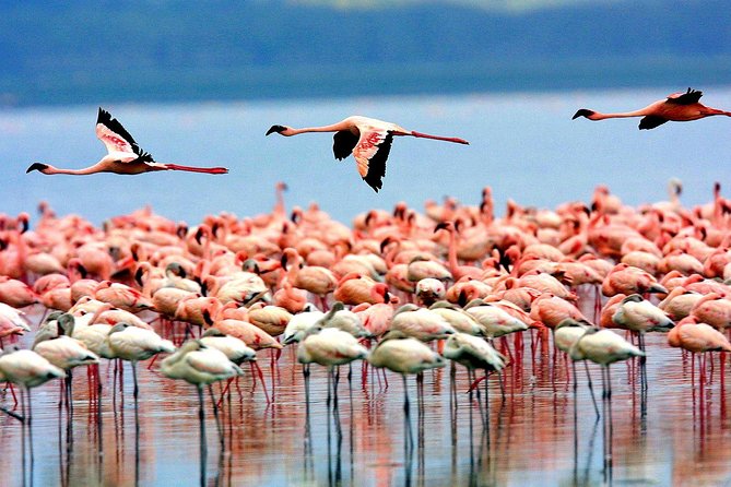 8 Days 7 Nights Tanzania Wildlife & Culture Lodge Safari - Olduvai Gorge to Serengeti: Archaeology First, Then the Plains