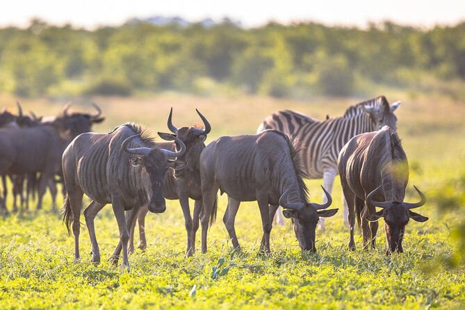 8 Days Follow the Wildebeest Migration River Crossing Safari - Tarangire National Park: a quieter start with elephants and birds