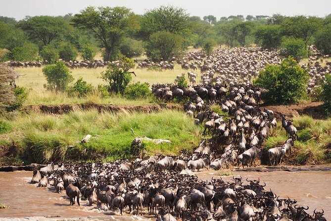 8 Days Follow the Wildebeest Migration River Crossing Safari - Central Serengeti day: small animal life and bird variety, not just the main herd