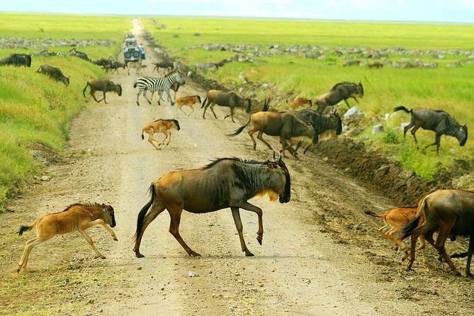 8 Days Great Migration - Grumeti River - Key highlights to know before you go