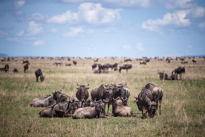 8 Days Great Wildebeest Calving Migration Safari from Arusha - Why wildebeest calving season changes the whole safari
