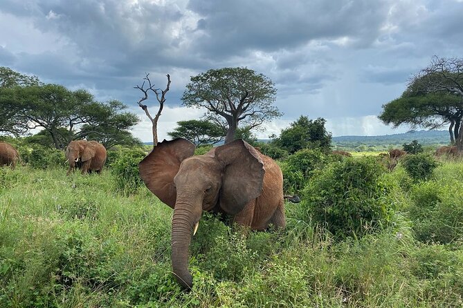 8 Days Great Wildebeest Calving Migration Safari from Arusha - Day 8 in Mto wa Mbu: culture and a walking safari break