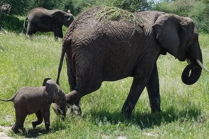 8 Days Great Wildebeest Calving Migration Safari from Arusha - Day 1 in Arusha and how you start without losing a day