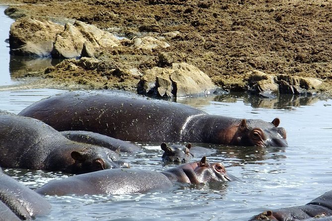 8 Days Great Wildebeest Migration - Mara River Crossing - Serengeti First Look: Classic Game Drives With Real Time on the Ground