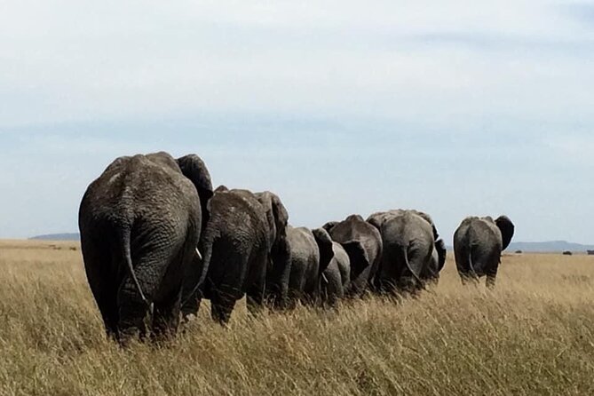 8 Days Green Season Offer - Luxury Serena Safari - Value check: luxury Serena stays in Tanzania’s Green Season