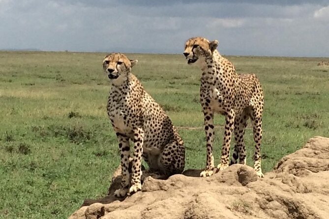 8 Days Green Season Offer - Luxury Serena Safari - Days 3 to 5 in Serengeti: endless plains, then migration timing reality