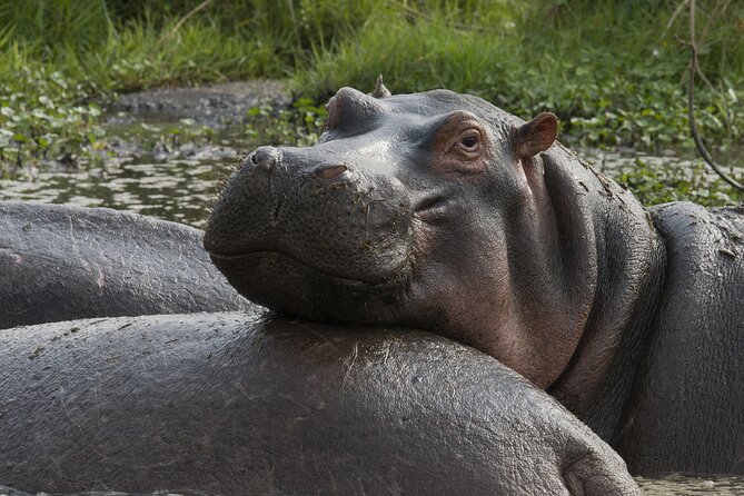 8 Days Green Season Offer - Luxury Serena Safari - Day 6 to 7 in Ngorongoro: rim drama, Olduvai fossils, then black rhino odds