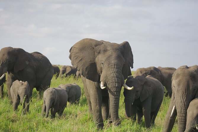 8 Days Green Season Offer - Luxury Serena Safari - Who this safari suits best