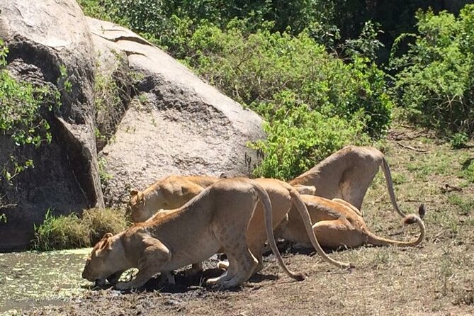 8 Days Green Season Offer - Luxury Serena Safari - What’s included, what costs extra, and how to plan your packing