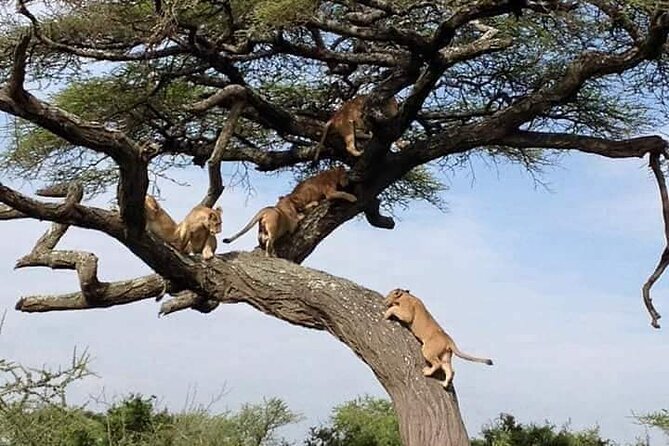 8 Days Green Season Offer - Luxury Serena Safari - Day 1 in Arusha: a calm start with Serena comfort