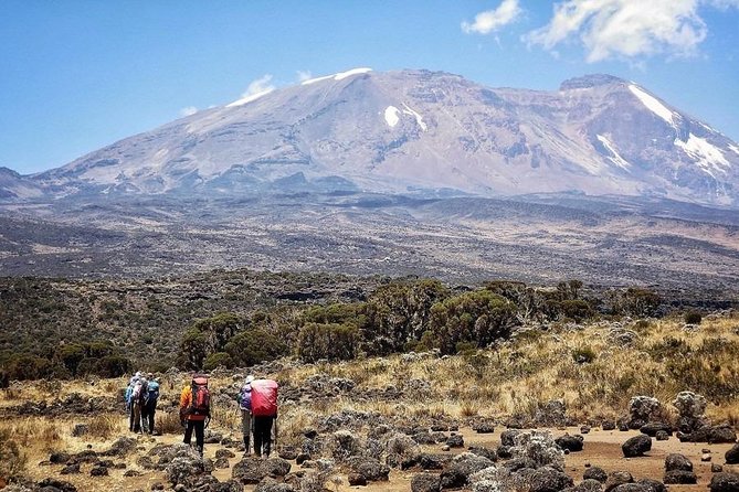 8 Days Lemosho Route Kilimanjaro Trekking - Getting there: Arusha pickup and the Londorossi trailhead start