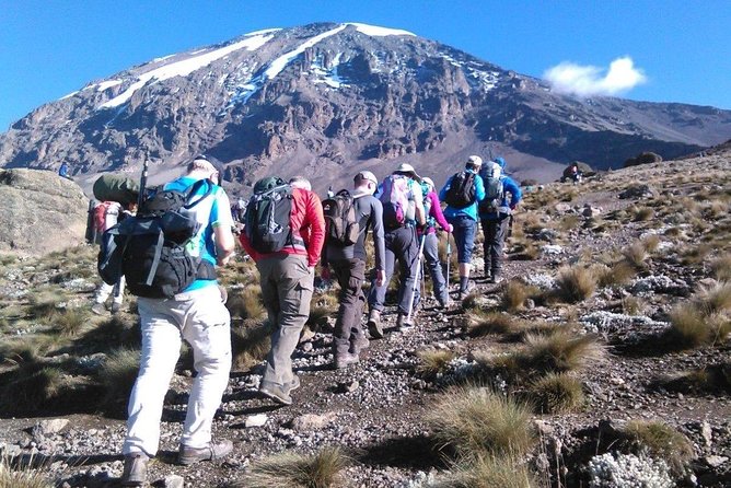 8 Days Lemosho Route Kilimanjaro Trekking - Days 1 to 3: rainforest breathing, then Shira Plateau wide-open skies