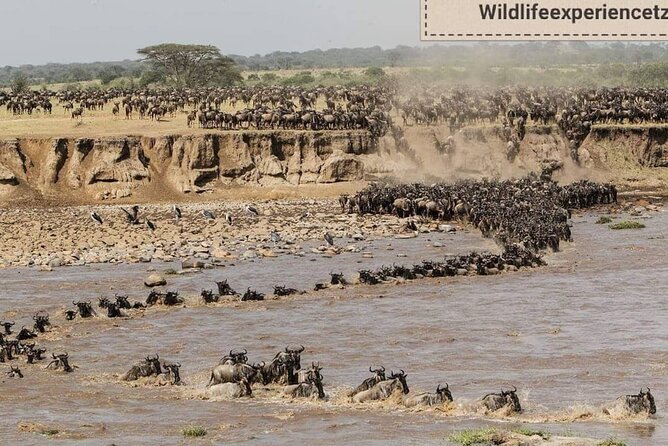 8 Days, Migrations Safari-River crossing -(July to October) - Mara River crossing days: this is where timing, luck, and patience collide