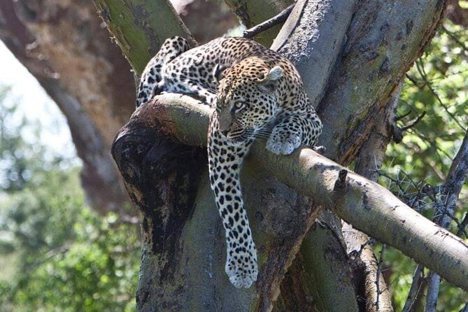 8 Days, Migrations Safari-River crossing -(July to October) - Ngorongoro crater day: a conservation powerhouse with dense wildlife