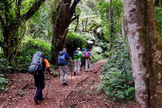 8 Days Mountain Kilimanjaro Lemosho Route - Day 1 to Day 3: rainforest start, Shira Ridge, and the high plateau feel