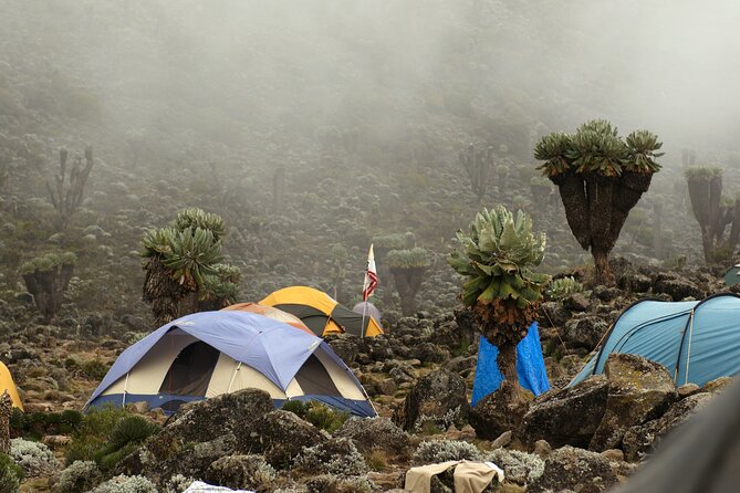8 Days Mountain Kilimanjaro Lemosho Route - Day 7: midnight summit push to Uhuru Peak, then down to Mweka
