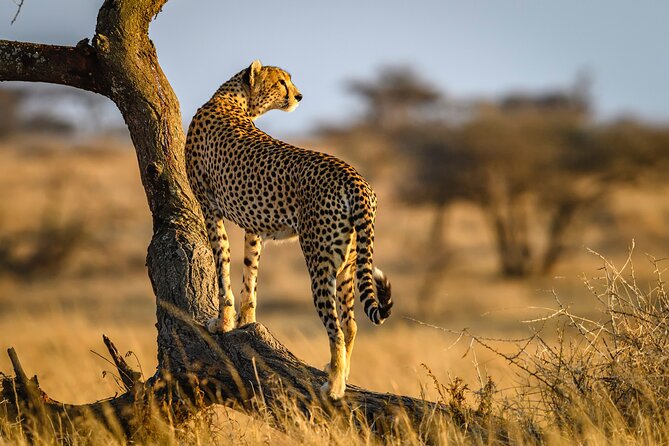 8 Days Private Safari in Serengeti Tour - Day 1 in Arusha: The Arrival Buffer Day