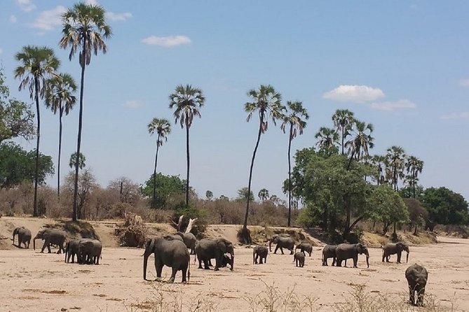 8 Days Safari to Mikumi NP, Ruaha NP and Nyerere NP + Isimila Stone Age Site - Key Highlights at a Glance