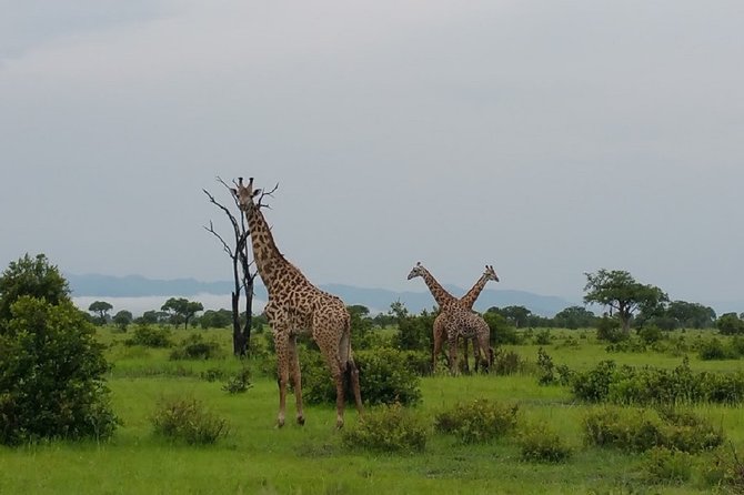8 Days Safari to Mikumi NP, Ruaha NP and Nyerere NP + Isimila Stone Age Site - A Southern Circuit That Moves With the Wildlife