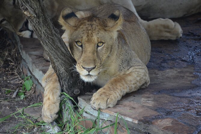 8 Days Safari to Mikumi NP, Ruaha NP and Nyerere NP + Isimila Stone Age Site - Selous Game Reserve: 4x4 Tracking, Rufiji River Boats, and Ranger Walking