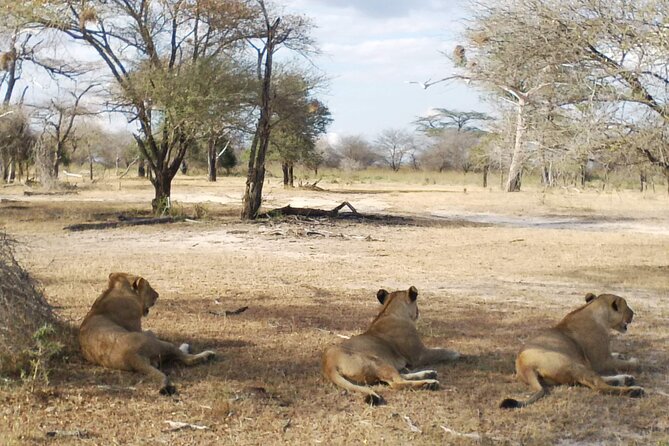 8 Days Safari to Mikumi NP, Ruaha NP and Nyerere NP + Isimila Stone Age Site - Value and Price: What $2,500.62 Buys You, and What to Plan For