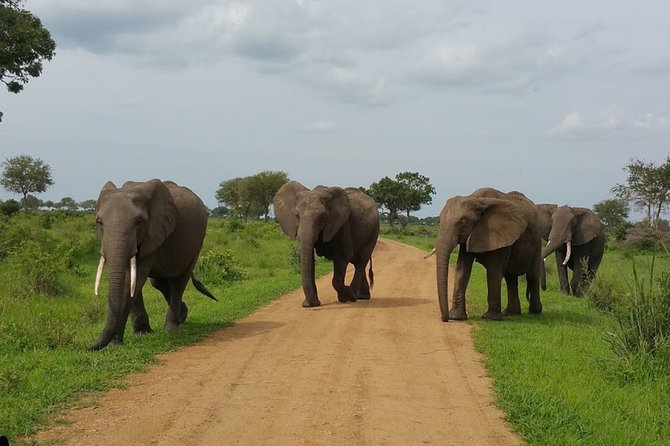 8 Days Safari to Mikumi NP, Ruaha NP and Nyerere NP + Isimila Stone Age Site - Who Should Book This Safari, and Who Might Feel the Strain