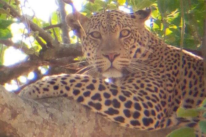 8 Days Safari to Mikumi NP, Ruaha NP and Nyerere NP + Isimila Stone Age Site - Day-to-Day Flow: What Each Stretch of the Trip Really Means