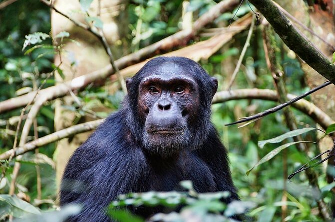 8 Days Safari to Mikumi, Ruaha & Udzungwa Mountains - Key Highlights to Know Before You Go