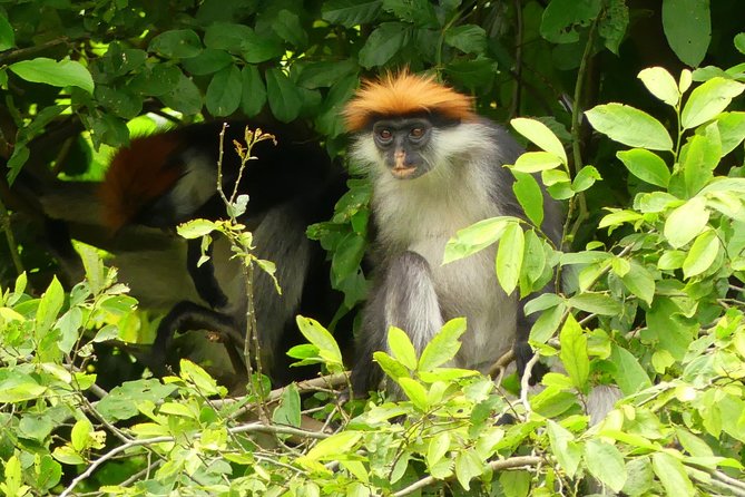 8 Days Safari to Mikumi, Ruaha & Udzungwa Mountains - Guides, Group Size, and the 4x4 Day Rhythm